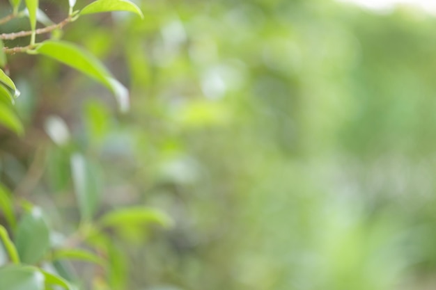 ボケの背景を持つ庭の植物の緑の葉をぼかす