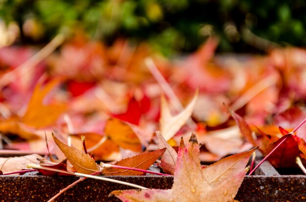 Blur red maple leaves and blur background