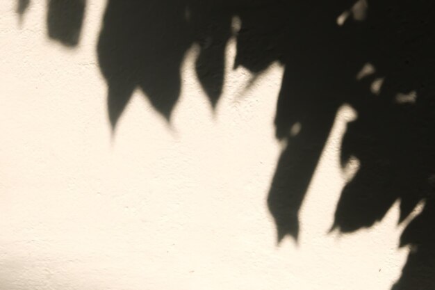 Photo blur shadow of leaf tree on white wall background