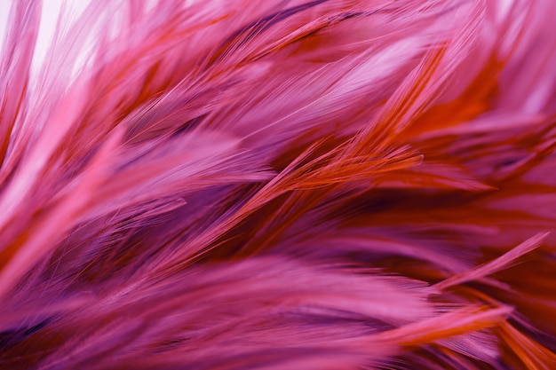カラフルな背景、抽象的な羽毛テクスチャのスタイルと柔らかい色をぼかし
