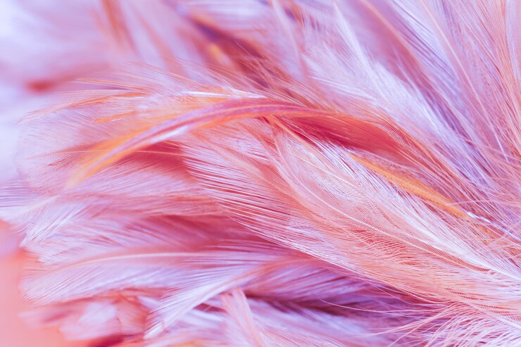 Photo blur styls and soft color of chickens feather texture for background, abstract colorful