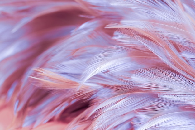 Blur styls and soft color of chickens feather texture background