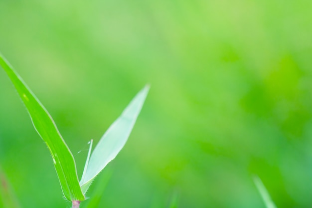 Blur of Tree Leaves for nature background