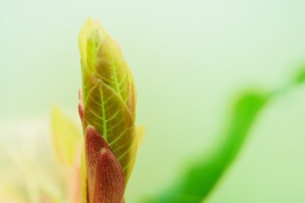 Blur van boombladeren voor natuur achtergrond