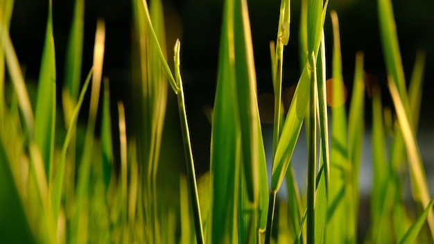 暗い背景の夕日の光の中で揺れているすべての緑の草をぼかした