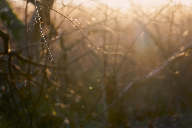 背景として夕日の光線でぼやけた抽象的な森