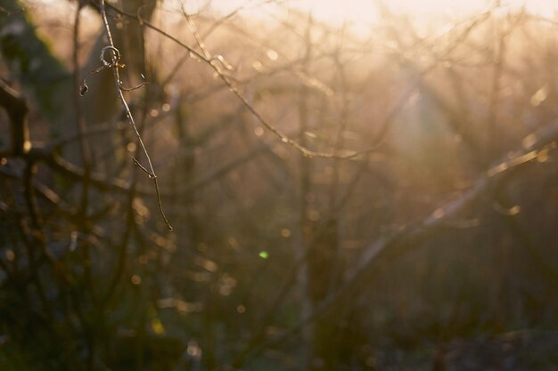 Blurred abstract forest in the rays of the setting sun as a background