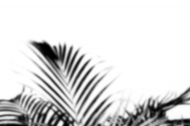 Blurred abstract gray shadow of palm leaves, black and white monochrome tone