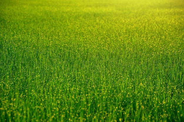 Photo blurred abstract green grass field with dew drop and sunbeam in morning