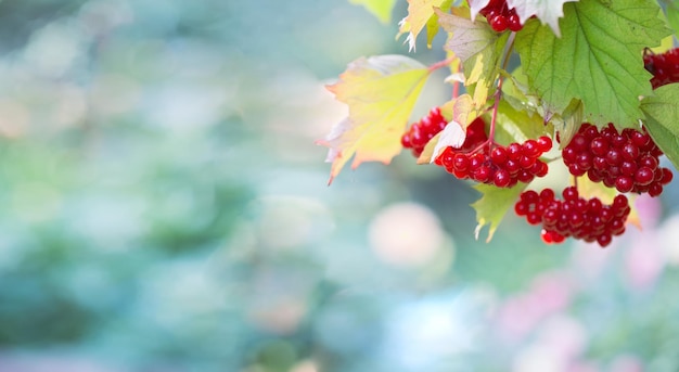 Blurred abstract natural background with red viburnum berries in the foreground and copy space