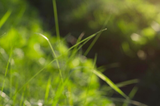 写真 ぼんやりした緑の草が朝に