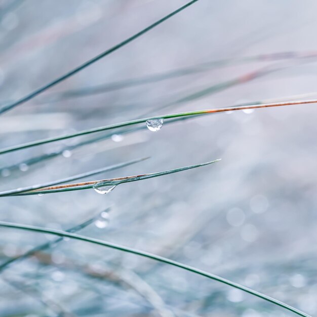 Blurred autumn background Soft focus ornamental grass Blue Fescue with water drops