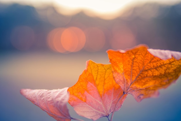 Blurred autumn colorful bright leaves on meadow field with forest trees in autumnal park background