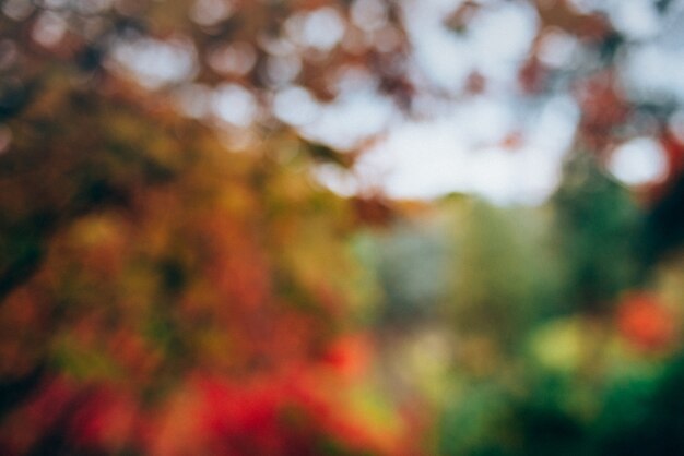 Blurred autumn colorful tree