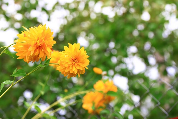 ぼやけた秋の花の草原