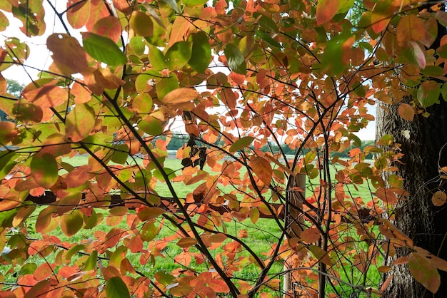 Blurred autumn leaves and green field in the background.