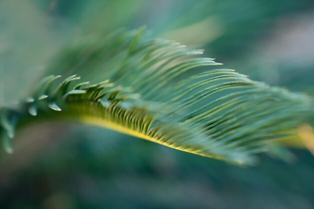 Blurred background of an exotic green leaf, concept of ecology