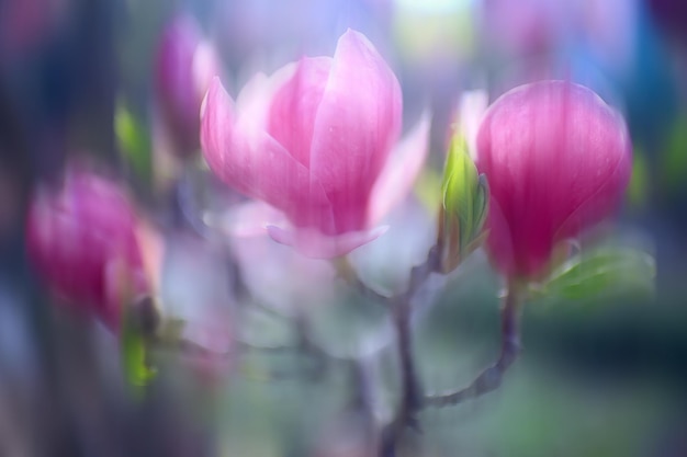 ぼやけた背景の花/コンセプトはデザインの春の気分のための柔らかい背景をクリアしていません