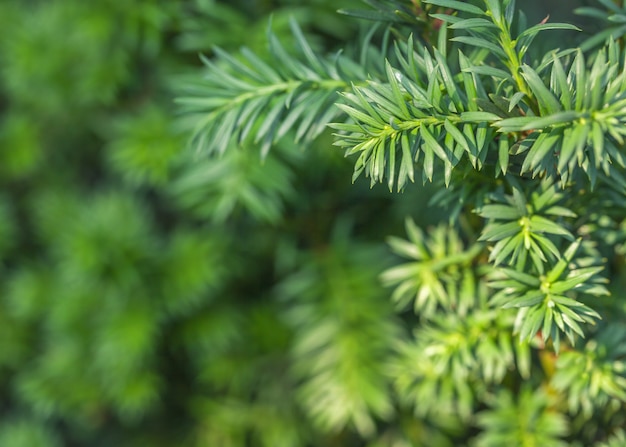 とげのある緑のローズマリーの植物から背景をぼかした写真をクローズアップ