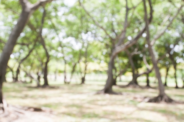 Blurred background of green forest