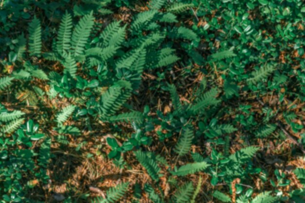 落ちた針の背景に対して成長している緑の植物のぼやけた背景