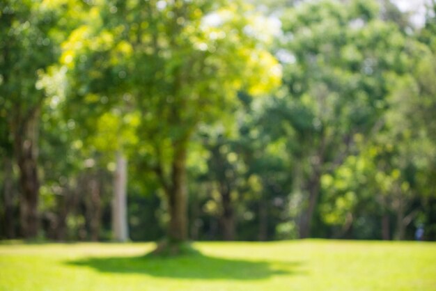 Foto sfondio sfocato di prato verde naturale e grandi alberi nel giardino con bokeh e luce solare al mattino il verde degli alberi e dei prati nel giardino dà una sensazione di freschezza