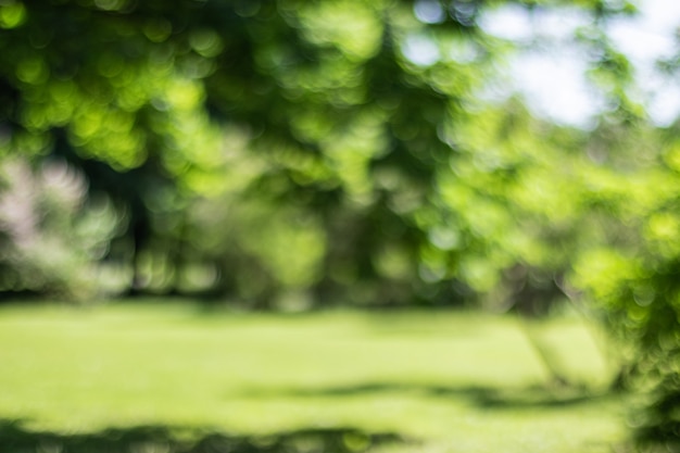 Photo blurred background. park view