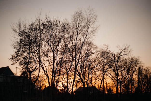 木々の間から夕日の光の背景をぼかした写真