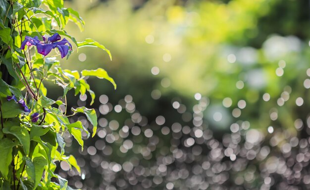 Размытый фон летнего сада в солнечном свете Экстремальное боке с отражением света