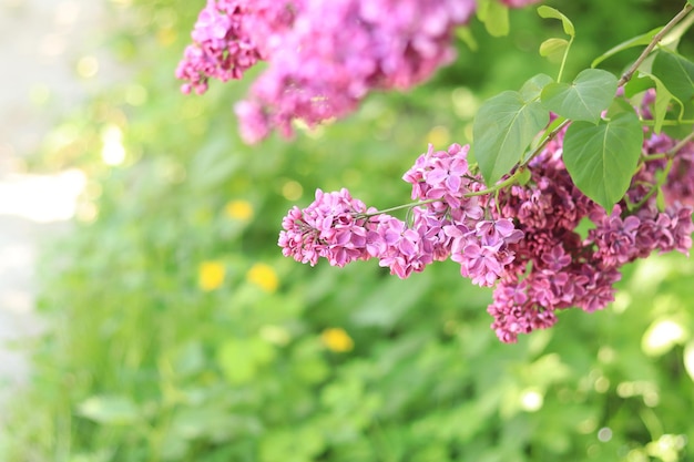 Blurred background for text with bloom pink lilac branch in foreground