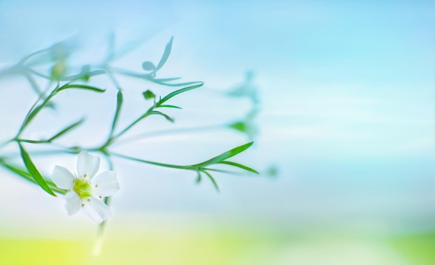 사진 gypsophila의 장식으로 흐릿한 배경