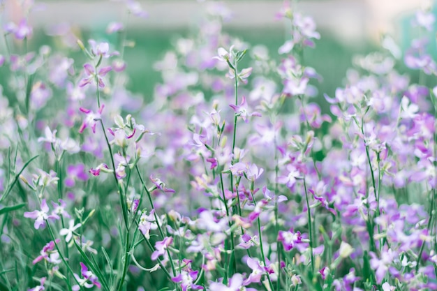 庭のぼやけた美しい花の紫-緑の背景の夜紫。セレクティブフォーカス