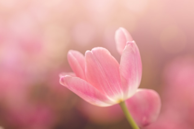 自然でぼやけている美しいピンクのチューリップの花