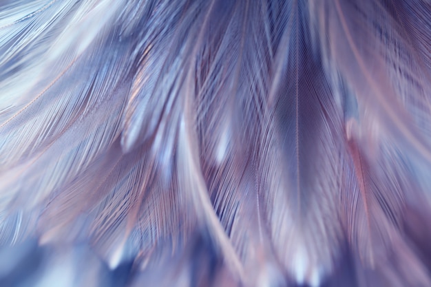 Photo blurred bird and chickens feather texture for background