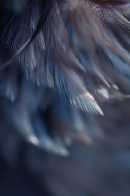 Blurred Bird feathers texture for background