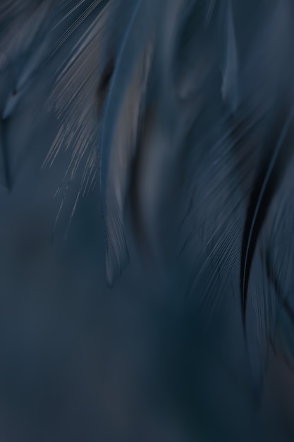 Blurred Bird feathers texture for background