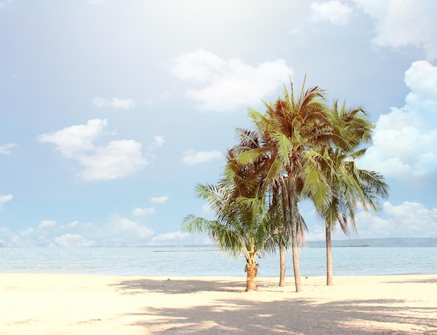 Panaroma 熱帯夏の背景の白いビーチにぼやけた青い空とココヤシの木の葉