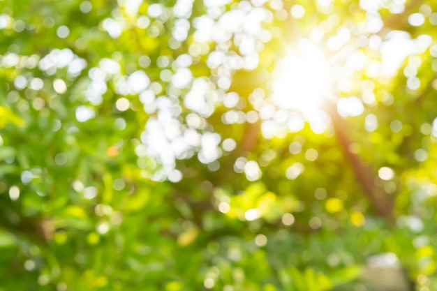 Blurred bokeh of tree garden in morning background