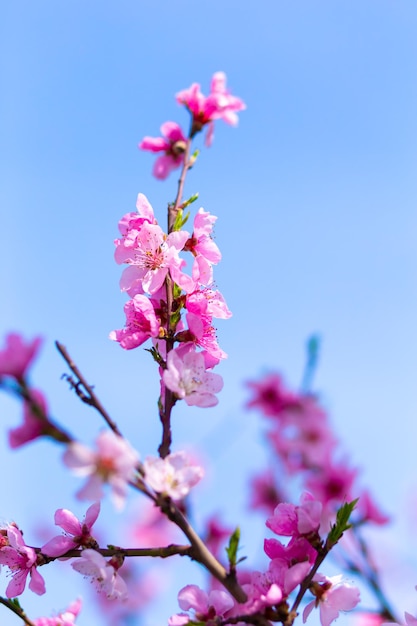 Blurred cherry flowers on a branch against the blue morning sky