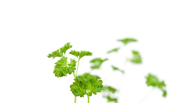 Photo blurred chervil sprigs