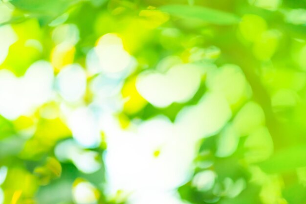 Blurred city park background Trees branch with green leaves forest blur background