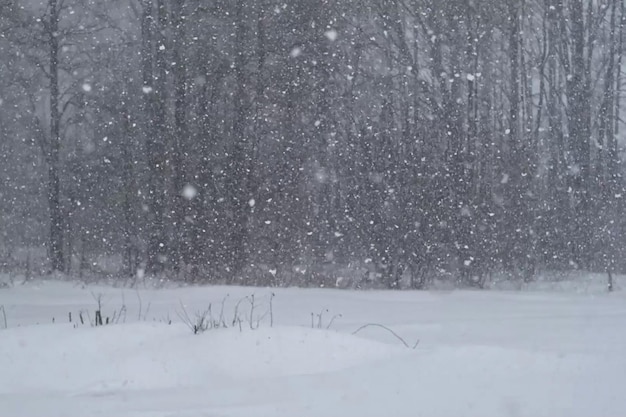 写真 雪が降る  雨が降る 雪の風景が美しい 雪の花が落ちる 雪の薄れ 寒い天気 寒い日 冬の天気 誰もいない 人もいない 雪の嵐