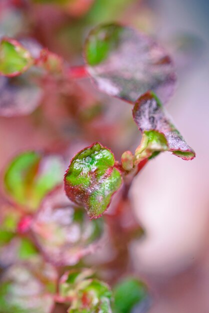 Blurred defocused  background with  leaves