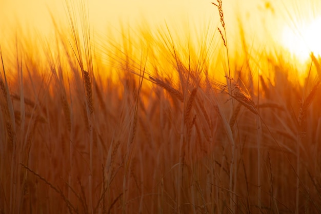 저녁에 들판에 빛나는 밀의 흐릿한 귀와 밝은 주황색 태양