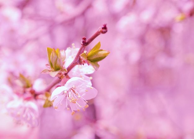 Blurred fairy-like cherry-tree flowers in bright pink tones