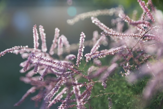 写真 ぼやけた花の背景小さなライラック色の花と緑の葉を持つ枝テキスト用の場所