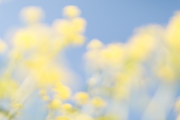 Blurred flowers