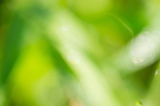 Blurred focus defocus light Abstract background of natural green color