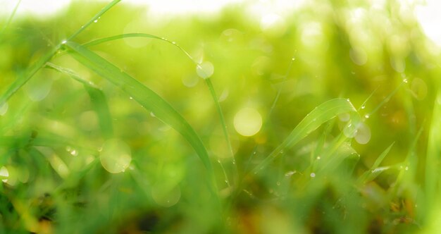 Blurred fresh green grass field with raindrops in early morning Water drops on green grass leaves in garden Green grass leaves with bokeh background and sunlight Nature background Rainy season