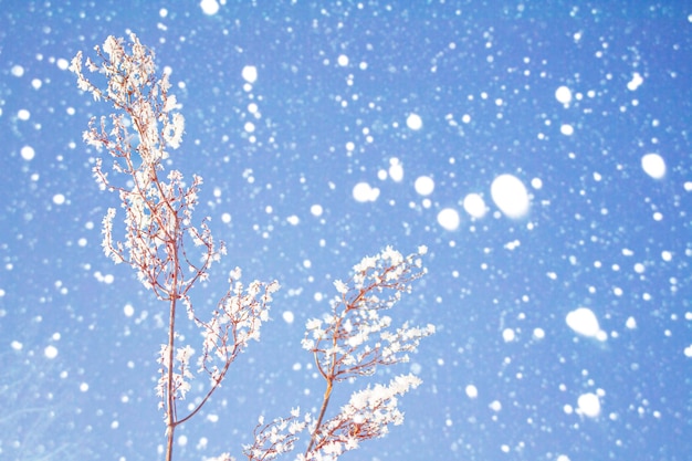 Размытая замороженная трава Зимний абстрактный фон Пейзаж